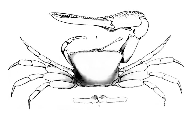 Uca marionis var. vomeris: McNeill (1920) image