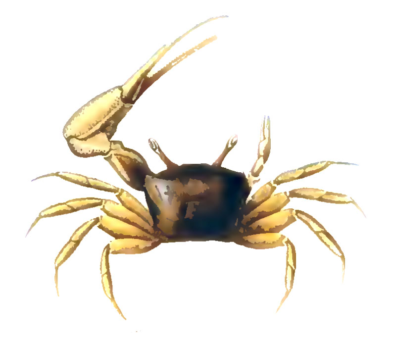 Gelasimus macrodactylus: Milne Edwards & Lucas (1843) image