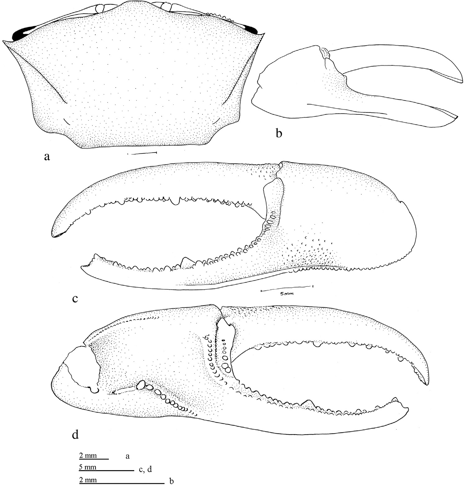Uca annulipes: Naderloo <em>et al.</em> (2016) image