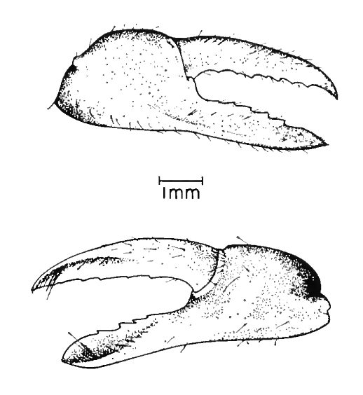 Uca panacea: Novak & Salmon (1974) image