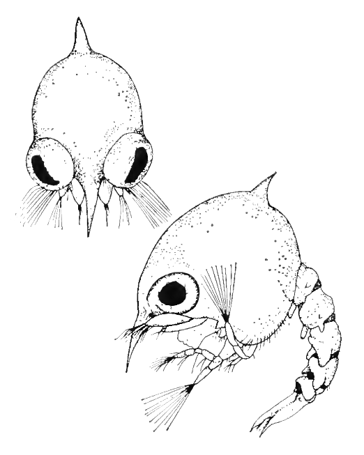 Uca panacea: Novak & Salmon (1974) image