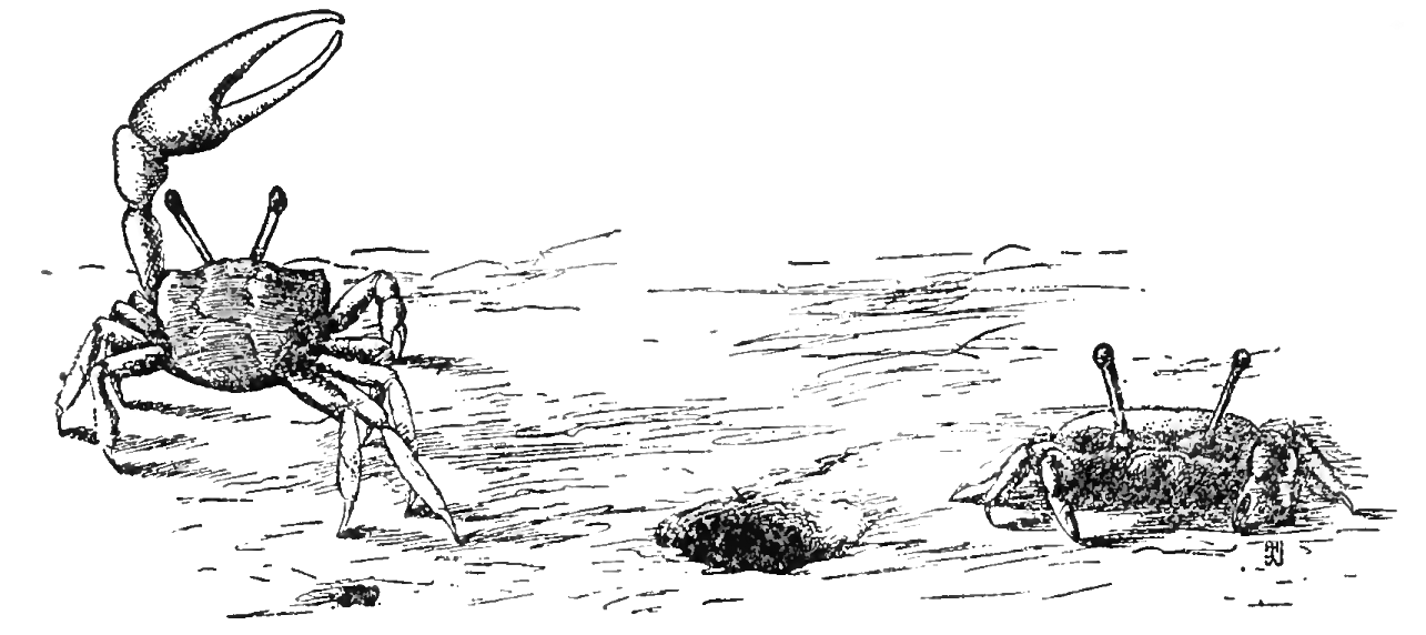 Uca pugilator: Pearse (1914) image