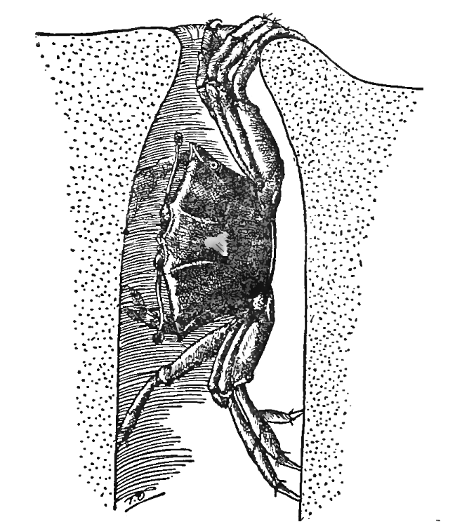 Fiddler crab collapsing the opening of a burrow to close it: Pearse (1912) image