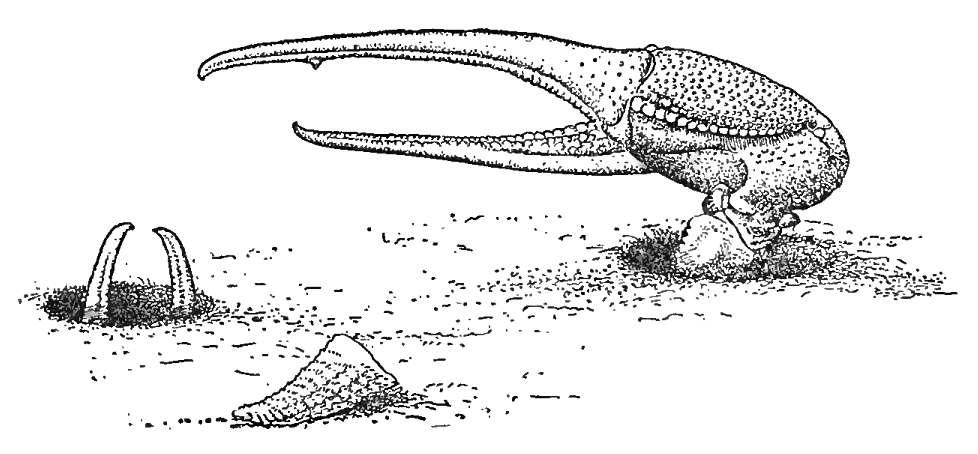 Fiddler crabs defending their burrows: Pearse (1912) image