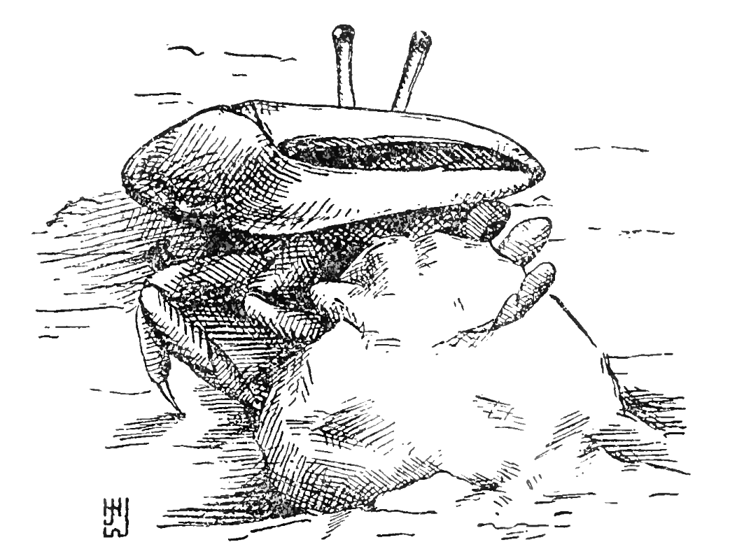 Fiddler crab creating a mud plug: Pearse (1914) image