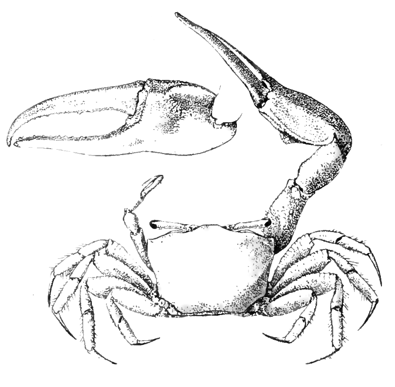 Uca galapagensis: Rathbun (1902) image