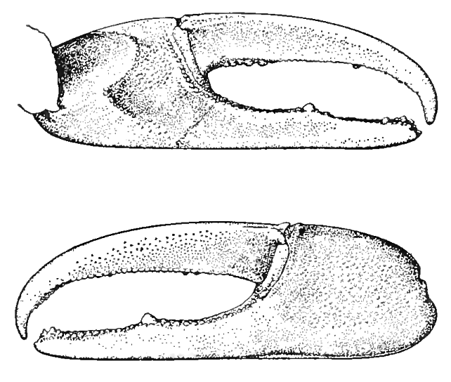 Uca longisignalis: Salmon & Atsaides (1968) image