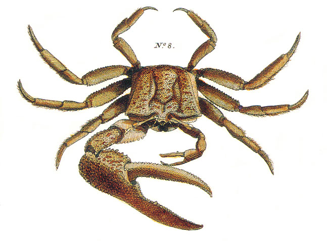 Seba's fiddler crab image