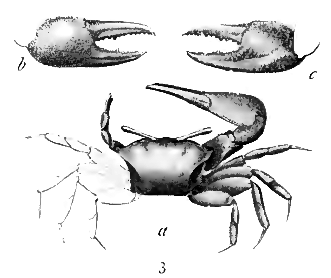 Gelasimus acutus: Stimpson (1907) image