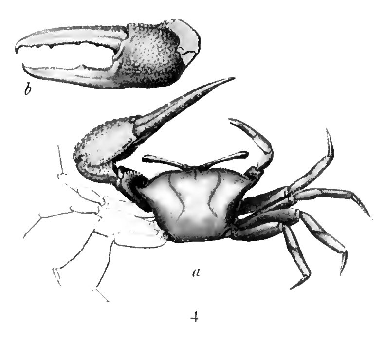 Gelasimus dubius: Stimpson (1907) image