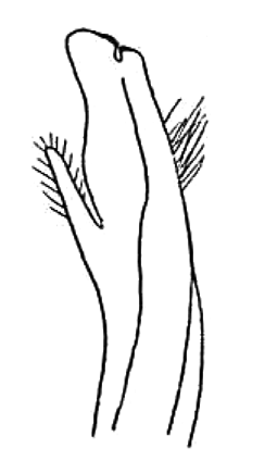 Gelasimus annulipes: Tweedie (1937) image