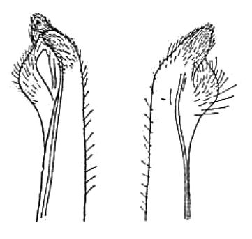 Gelasimus marionis var. nitidus: Tweedie (1937) image
