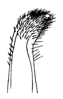 Uca rhizophorae thumbnail