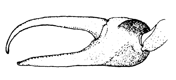 Uca pugnax: Williams (1965) image