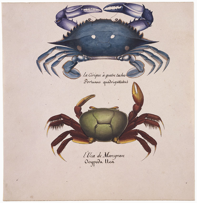 Ocypode Uca: Christophe-Paulin de La Poix de Fréminville (~1822-1839) image