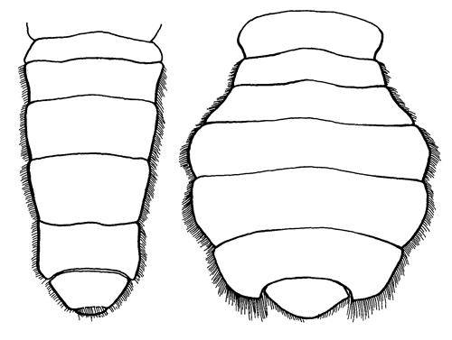 A comparison between typical male (right) and female (left) abdominal shapes. Figure modified from Crane (1975).