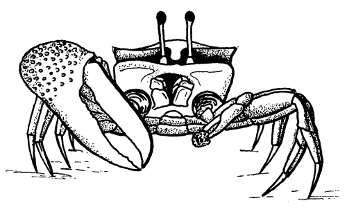 View of the anterior side of the crab. Figure modified from Crane (1975).