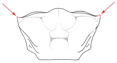 Illustration of the antero-lateral angles of the carapace from the dorsal view. Figure modified from Crane (1975).