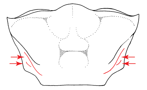 Illustration of the postero-lateral striae of the carapace from the dorsal view. Figure modified from Crane (1975).