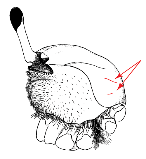 Illustration of the postero-lateral striae of the carapace from a side view. Figure modified from Crane (1975).