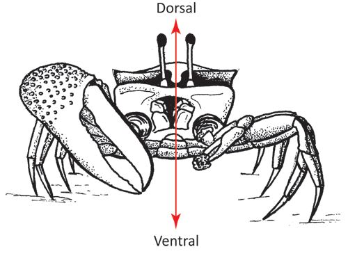 Illustration of the dorsal-ventral axis of the crab. Figure modified from Crane (1975).