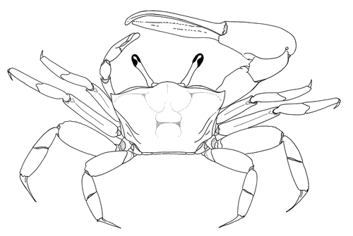 View of the dorsal surface of the crab. Figure modified from Crane (1975).