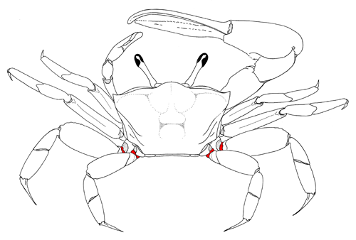 The basis of the third and fourth pair of walking legs, from the dorsal view of the crab. Figure modified from Crane (1975).