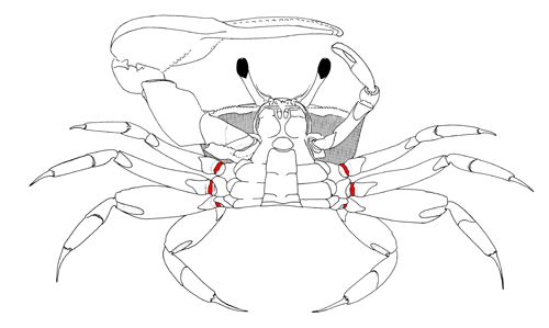 The basis of the of the first through third pairs of walking legs, from the vental view of the crab. Figure modified from Crane (1975).