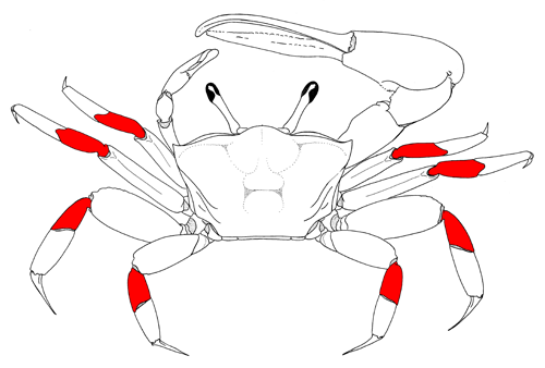 The carpuses of the eight walking legs, from the dorsal view of the crab. Figure modified from Crane (1975).