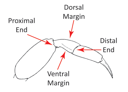 The parts of the carpus, from a posterior view of a walking leg. Figure modified from Forest and Guinot (1961).