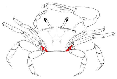 The coxa of the third and fourth pair of walking legs, from the dorsal view of the crab. Figure modified from Crane (1975).