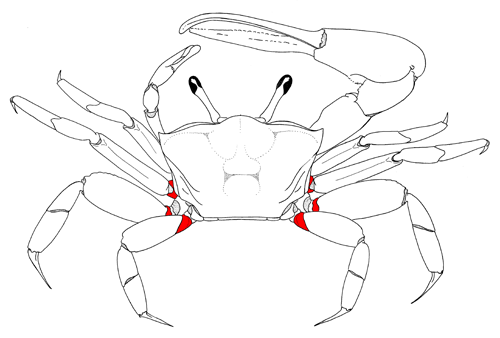 The ischium of the second through fourth pairs of walking legs, from the dorsal view of the crab. Figure modified from Crane (1975).
