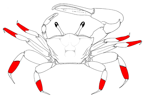 The manuses of the eight walking legs, from the dorsal view of the crab. Figure modified from Crane (1975). image