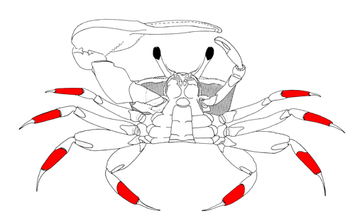 The manuses of the eight walking legs, from the vental view of the crab. Figure modified from Crane (1975). image