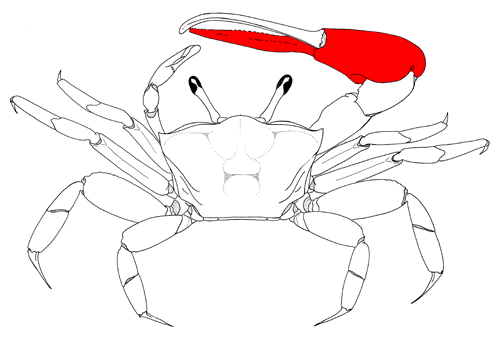 The manus of the major cheliped, from the dorsal view of the crab. Figure modified from Crane (1975). image