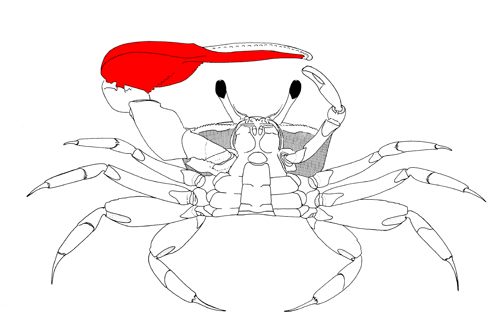 The manus of the major cheliped, from the vental view of the crab. Figure modified from Crane (1975).