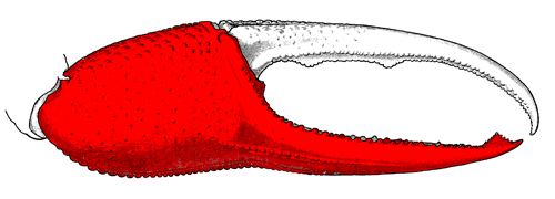The manus of the major cheliped, from the exterior view of the claw (strictly speaking, the posterior surface of the claw if the limbs are spread). Figure modified from Crane (1975).