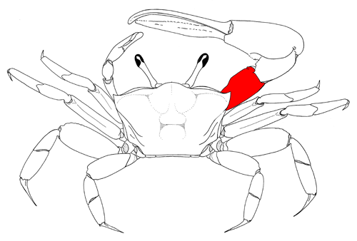 The merus of the major cheliped, from the dorsal view of the crab. Figure modified from Crane (1975).