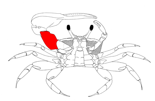 The merus of the major cheliped, from the vental view of the crab. Figure modified from Crane (1975).