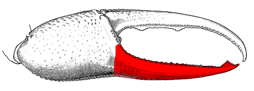 The pollex of the major cheliped, from the exterior view of the claw (strictly speaking, the posterior surface of the claw if the limbs are spread). Figure modified from Crane (1975).