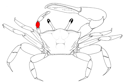 The carpus of the minor cheliped, from the dorsal view of the crab. Figure modified from Crane (1975).