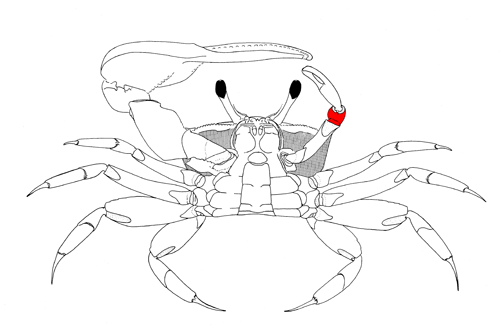 The carpus of the minor cheliped, from the vental view of the crab. Figure modified from Crane (1975).