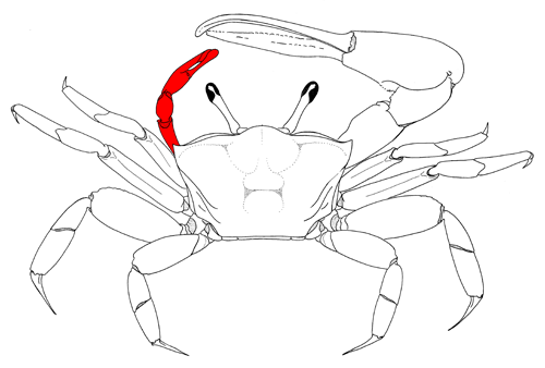 The minor cheliped, from the dorsal view of the crab. Figure modified from Crane (1975).