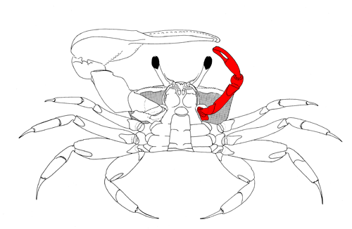 The minor cheliped, from the vental view of the crab. Figure modified from Crane (1975).