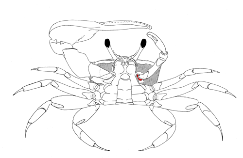 The coxa of the of the minor cheliped, from the vental view of the crab. Figure modified from Crane (1975).
