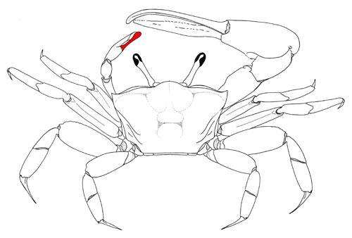 The dactyl of the minor cheliped, from the dorsal view of the crab. Figure modified from Crane (1975).