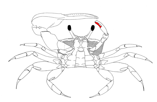 The dactyl of the minor cheliped, from the vental view of the crab. Figure modified from Crane (1975).