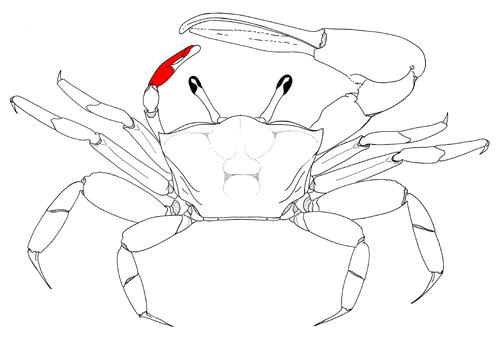 The manus of the minor cheliped, from the dorsal view of the crab. Figure modified from Crane (1975).