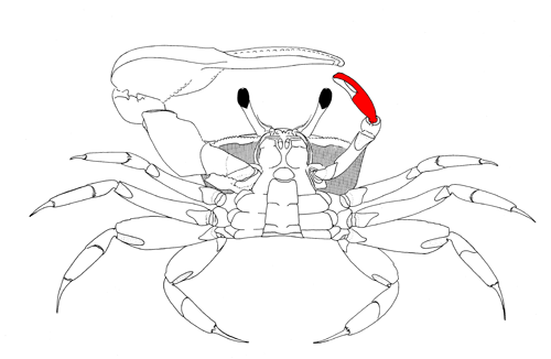 The manus of the minor cheliped, from the vental view of the crab. Figure modified from Crane (1975). image
