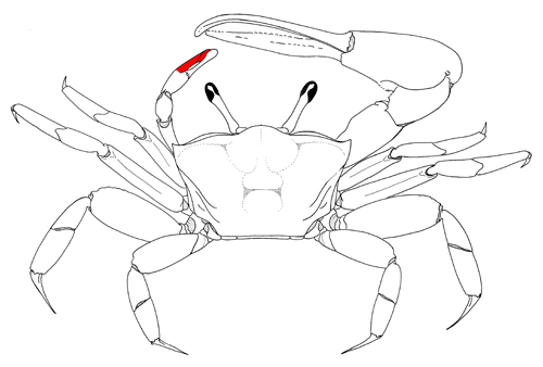 The pollex of the minor cheliped, from the dorsal view of the crab. Figure modified from Crane (1975).